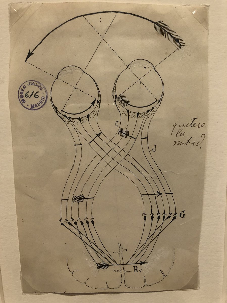 nattyover's tweet photo. How visual information travels to the brain, illustrated by Ramón y Cajal with eyes looking at an arrow. Follow the segments of the arrow as they disconnect and reassemble. What a beautiful exhibit of drawings by a pioneer of neuroscience. https://t.co/SqSEeQZ6Yh