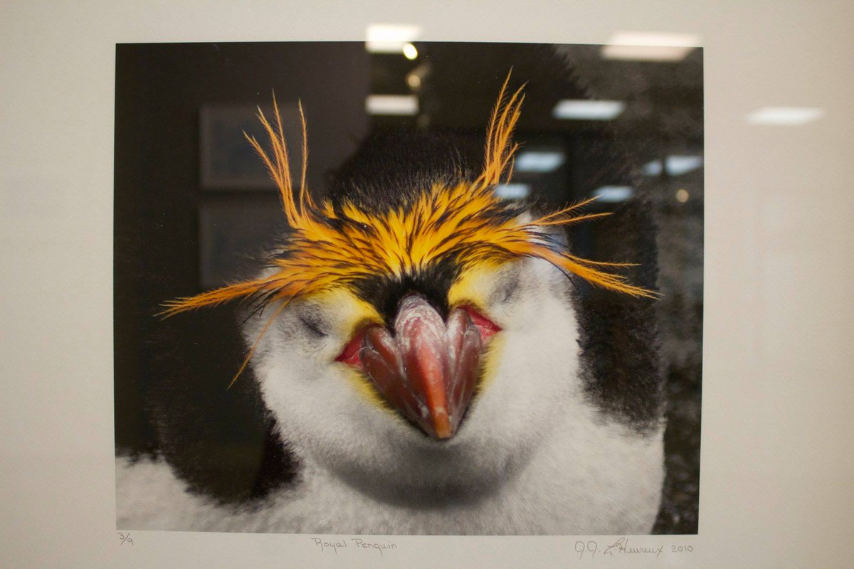 "17 Exhibitions" is on view now at the Moorpark College Art Gallery and we will be having an artist talk and reception this Tuesday March 6th at 11am!

jjlheureux.com

#Antarctica #photography #painting #mixedmedia #ice #penguin #losangelesartist #expedition #jjlheureux