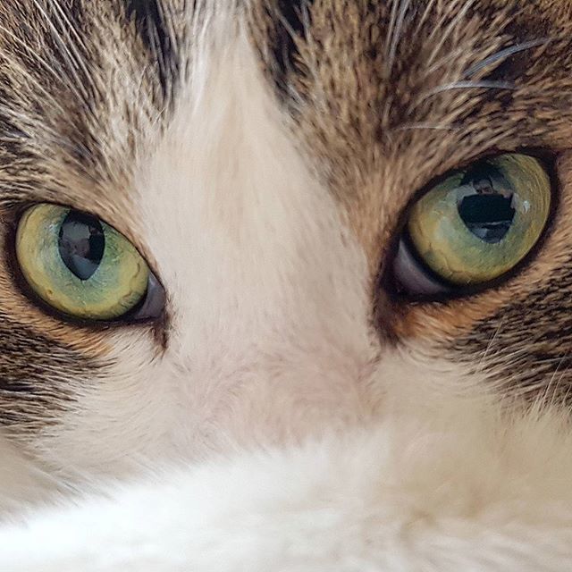abaranski's tweet photo. #closeup https://t.co/IXIL8ZjpEu https://t.co/Wli3O3WuJA
