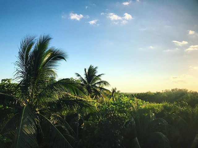 First_We_Eat's tweet image. Back in beautiful Tulum and I’ve found us a banging rooftop bar overlooking the jungle on one side, and the ocean on the other. Two for one margaritas on top of it! Smug as. ift.tt/2FcPl2n