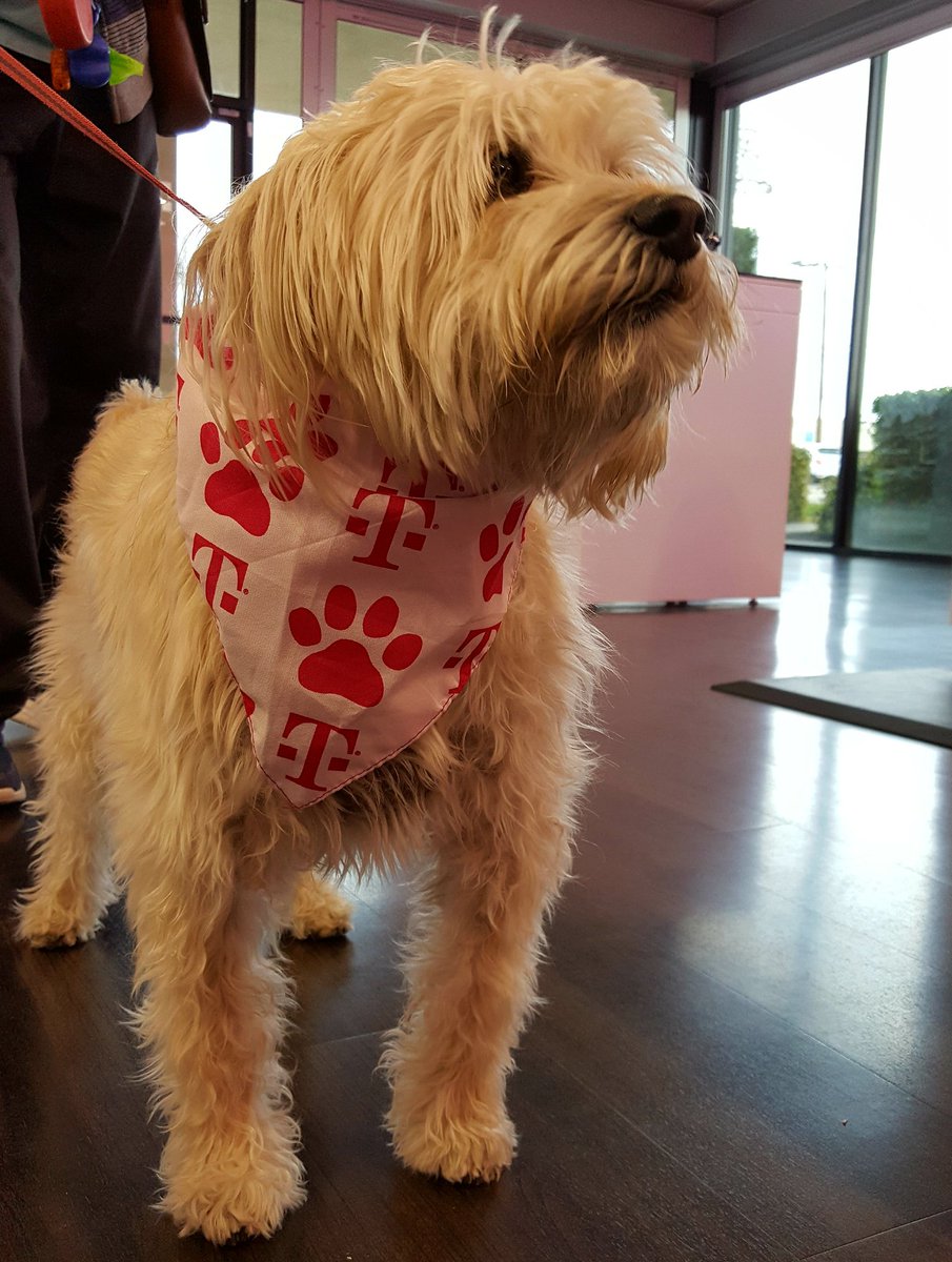 TmobileCaballo's tweet photo. PAWS and relax! We know it can get a little RUFF out there without T-Mobile,good thing we are here to BARK up some good deals! 🐶 #SeriousFun https://t.co/XIKbZDneMU