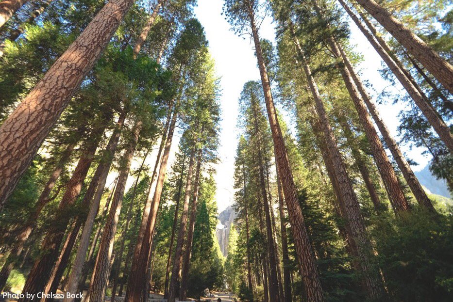 FAOKnowledge's tweet photo. Did you know? 

🌳 Forests are natural aqueducts.
🌲 Forests provide healthy food to millions.
🌳 Forests support agricultural production by protecting soil and water. 

Benefits of #forests are endless. #HaltDeforestation https://t.co/4S8w9iAS26