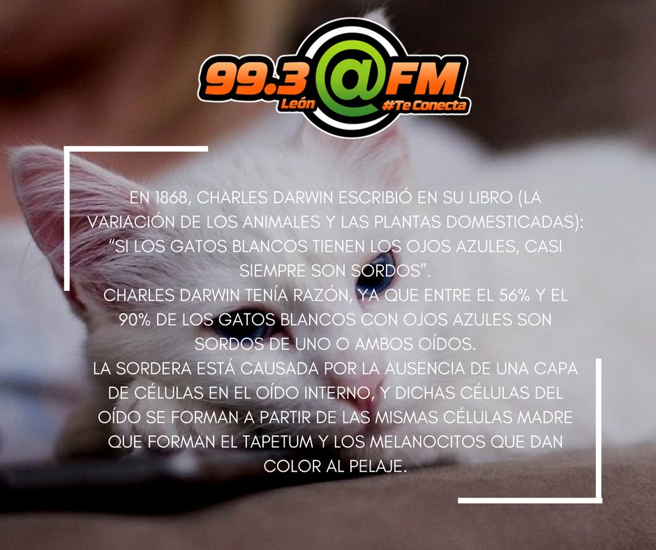 FMLeon993's tweet photo. #DatoArroba ¿Sabías que los gatos blancos de ojos azules son sordos? 🐈 #ArrobaFM #TeConecta https://t.co/PWE4fHj6iz