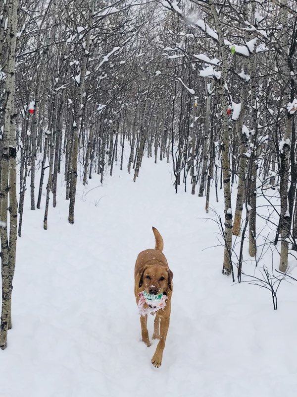 ruthiebeverett's tweet photo. Here are some of the @DogGoneRunning1 dogs
#yycsnowpups! https://t.co/aiRCRRHPY8… https://t.co/TqwQNAlPXf
