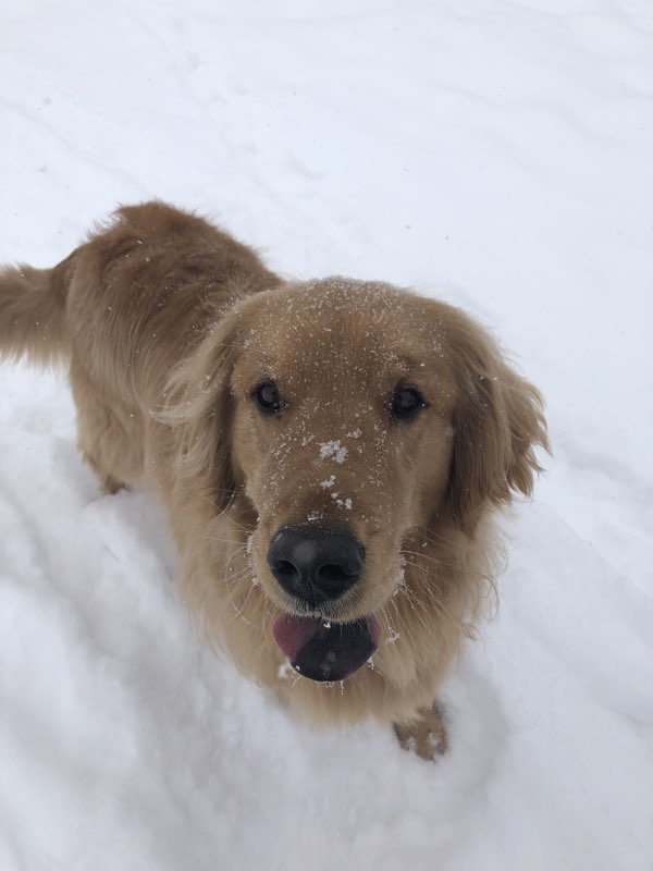 ruthiebeverett's tweet photo. Here are some of the @DogGoneRunning1 dogs
#yycsnowpups! https://t.co/aiRCRRHPY8… https://t.co/TqwQNAlPXf