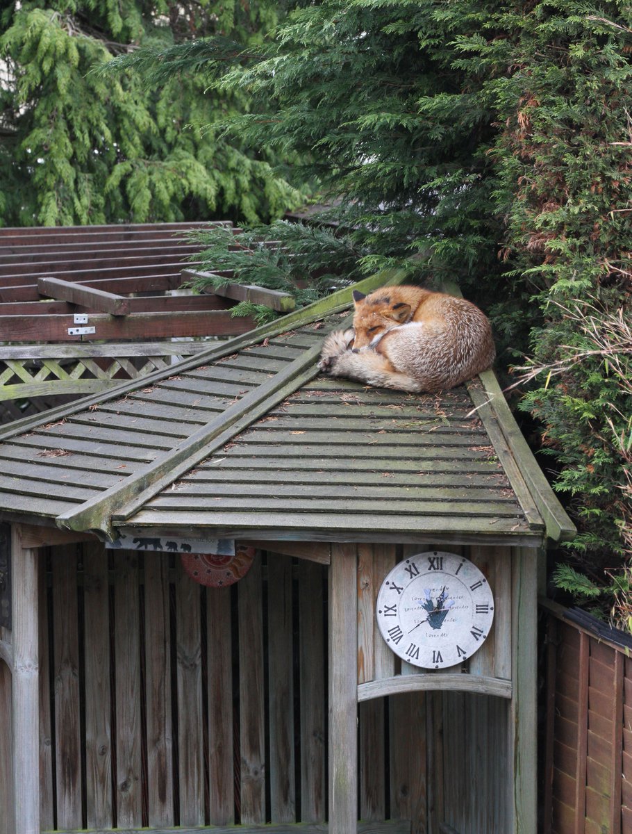 Basildon NatHisSoc tweet media