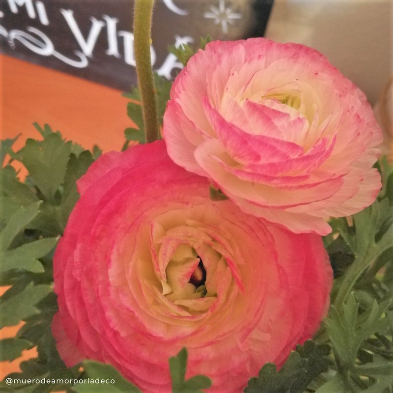 MuerodeAmorDeco's tweet photo. La Primavera se acerca y con ella muchas ganas de #Decorar con detalles encantadores de esos que #DecoranElAlma 😍 No os perdáis el #DecoPost de mañana! https://t.co/aknkBiE1xz
#Decoracion #Diseño #DiseñoDeInteriores #IdeasDeco #Inspiracion #HomeLovers #DecoLovers #LoveDeco #Deco https://t.co/wSN4aVnBnN