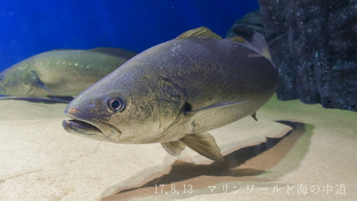 日本の海水魚bot オオニベ ニベ科 レア度 自 水 ニベ科としては最も大きくなる種の1つで 全長1 5mにもなる巨大魚 釣りの対象魚として人気があり 宮崎沿岸の砂浜が有名 鰾 うきぶくろ を使って鳴き声を出すこともできる T Co Hlrnuoldke 日本の海水魚bot オオニベ ニベ科 レア度 自 水 ニベ科としては最も大きくなる種の1つで 全長1 5mにもなる巨大魚 釣りの対象魚として人気があり 宮崎沿岸の砂浜が有名 鰾 うきぶくろ を使って鳴き声を出すこともできる T Co Hlrnuoldke