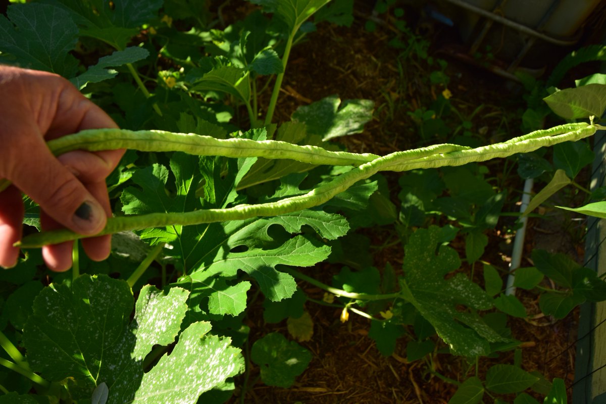 bigadz75's tweet photo. A first for my veggie #garden #snakebeans 2 plants didn't take long to establish and start producing vigorously.Beans grow to 90cm, picked these at 80cm.Just like eating really sweet peasπ #gardening #growyourown https://t.co/bSKMbhYhDv