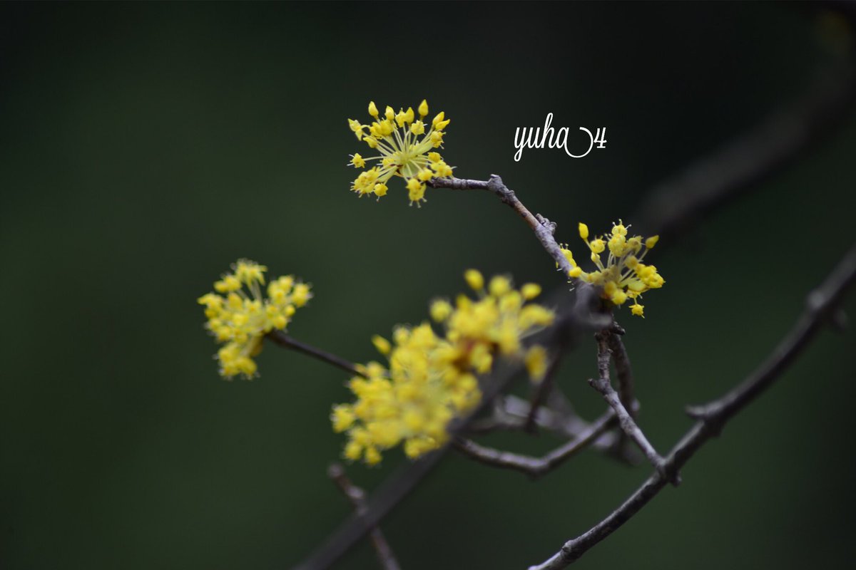 すべての美しい花の画像 ベストサンシュユ 花 言葉