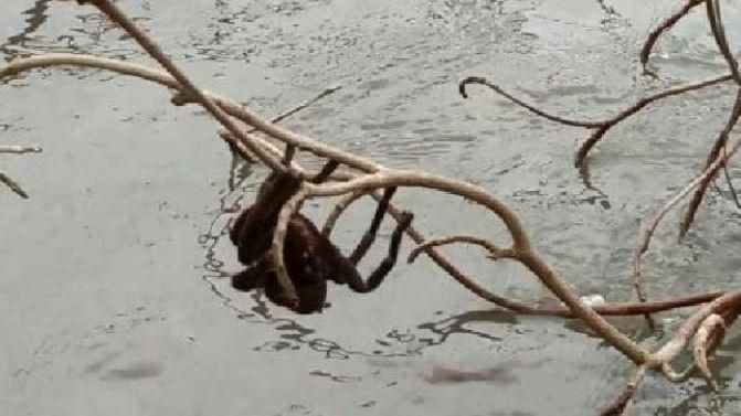 westaustralian's tweet photo. Yesterday it was bull sharks, crocodiles and black snakes seen swimming along flooded roads in flooded North Queensland. Today, it’s a giant spider sending shivers down spines. https://t.co/iwgSDYLtOl https://t.co/29jcPcmLhP