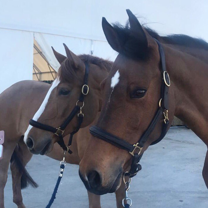 Happy Horses out in Spain...can’t wait to start jumping next week! ☀️🇪🇸🍪🍊#Livingthedream