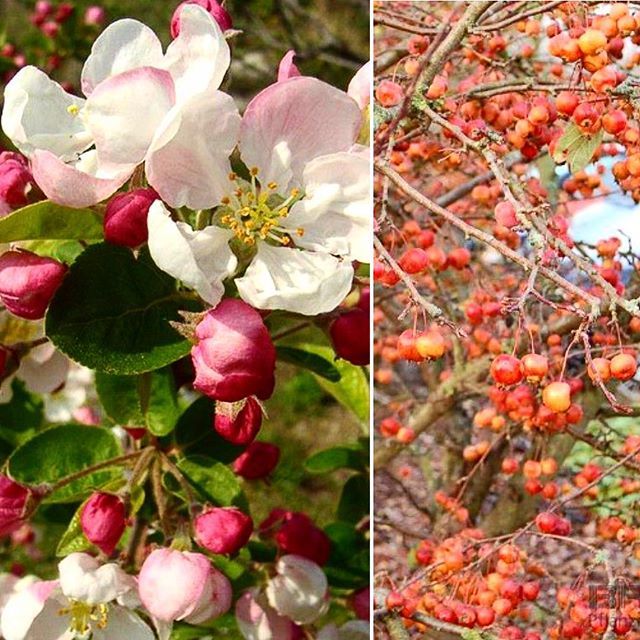 DoigtsFleuris's tweet photo. Le malus Evereste un pommier Décoratif qui fait de l'effet au jardin toute l'année. Après la floraison fin mars, des petites pommes toutes mignonnes apparaissent et font le décor tout l'hiver. Un petit arbre pour les petits jardins. 
#chat #jardinier #ja… https://t.co/Jcd3VDbPIS https://t.co/UB4GEhZAOW