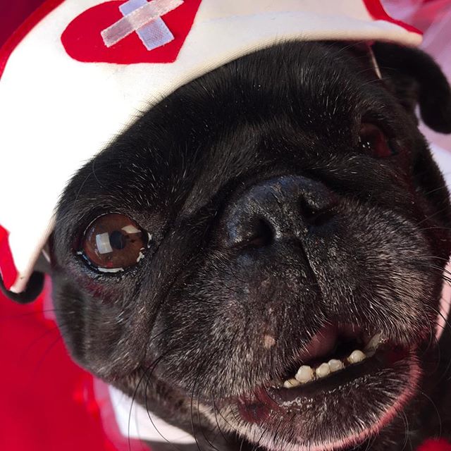 nursenebbie's tweet photo. #rescuepugsrock #rescuepugsofinstagram #nebulathepug #potbellypug🐽 #pugpictures📷🐾 #spcala🐾 #snugwithpug #nebbiethepug https://t.co/12Fs2Wlrcs