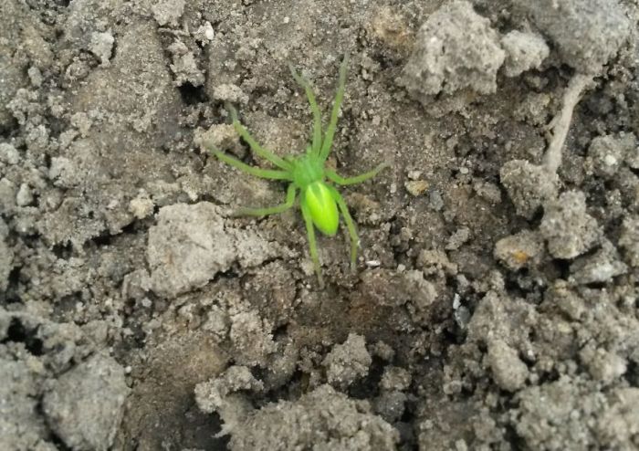 You Won`t Believe These Animals Aren`t Photoshopped (51 pics)