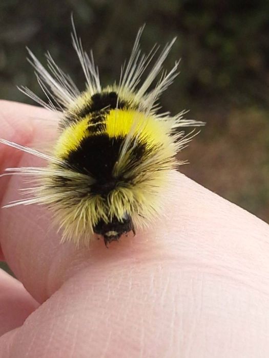 You Won`t Believe These Animals Aren`t Photoshopped (51 pics)