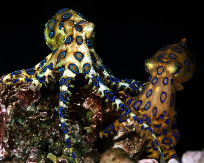 You Won`t Believe These Animals Aren`t Photoshopped (51 pics)