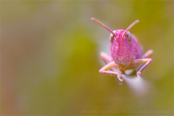 You Won`t Believe These Animals Aren`t Photoshopped (51 pics)