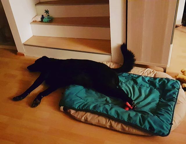 AngelikaMandler's tweet image. Shavasanah neu interpretiert by Coffee. #wiederdaheim #labbylove #labby #labradorretriver #labrador #yoga #yogadog #dogsofinstagram instagram.com/p/BgLG9xaAKb9/