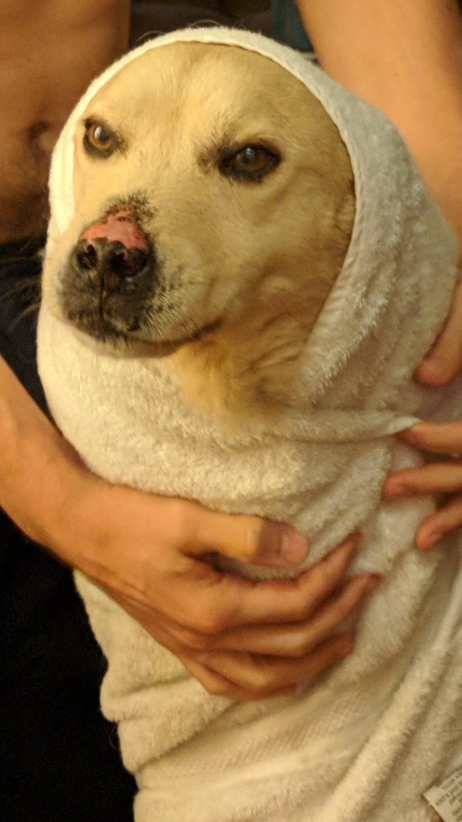 BensonWillems's tweet photo. Saint Benson, patron saint of beef. https://t.co/ZgU9qpSfNG
