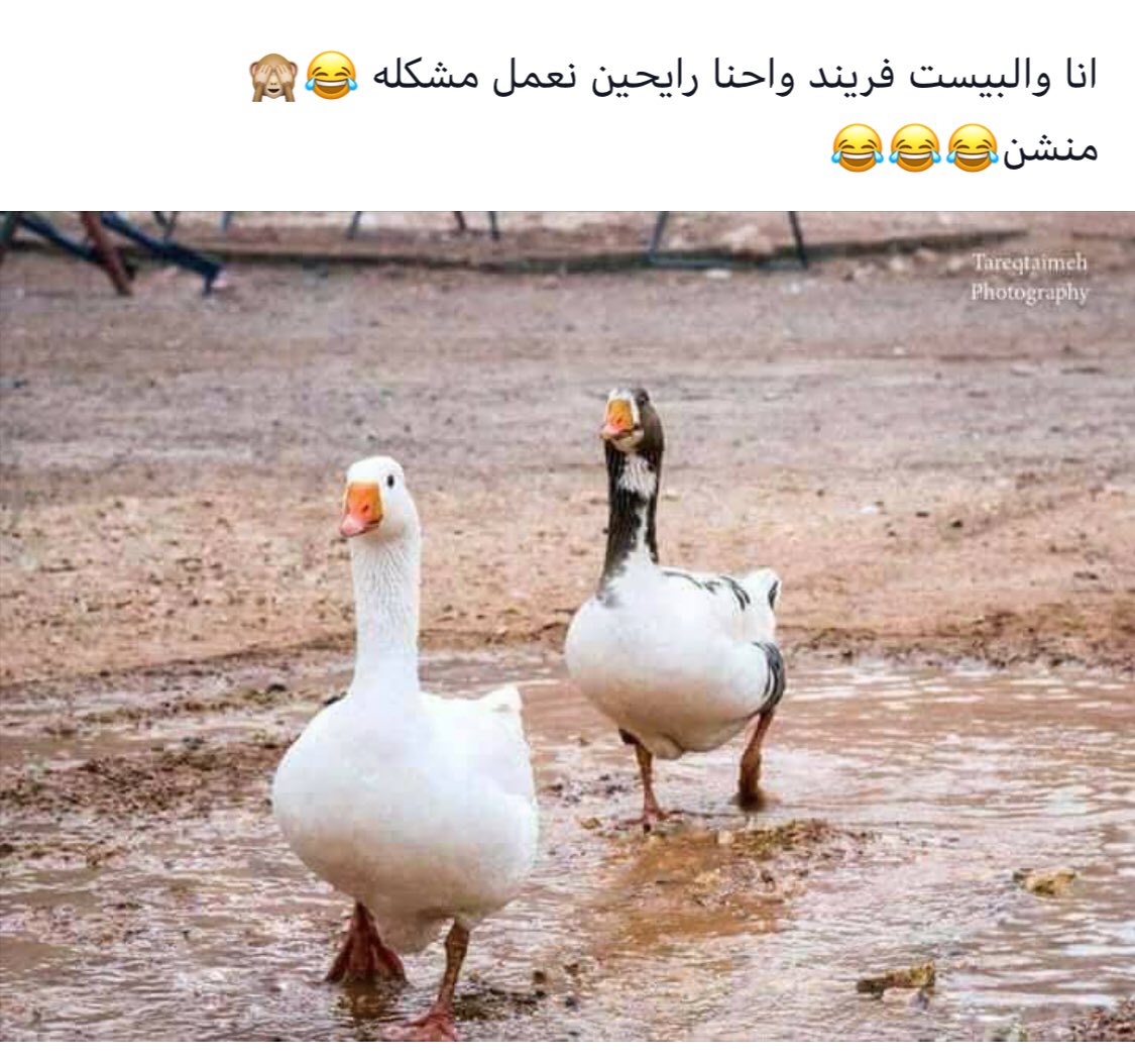 ∂σяємє (@dodo_re_me) on Twitter photo 