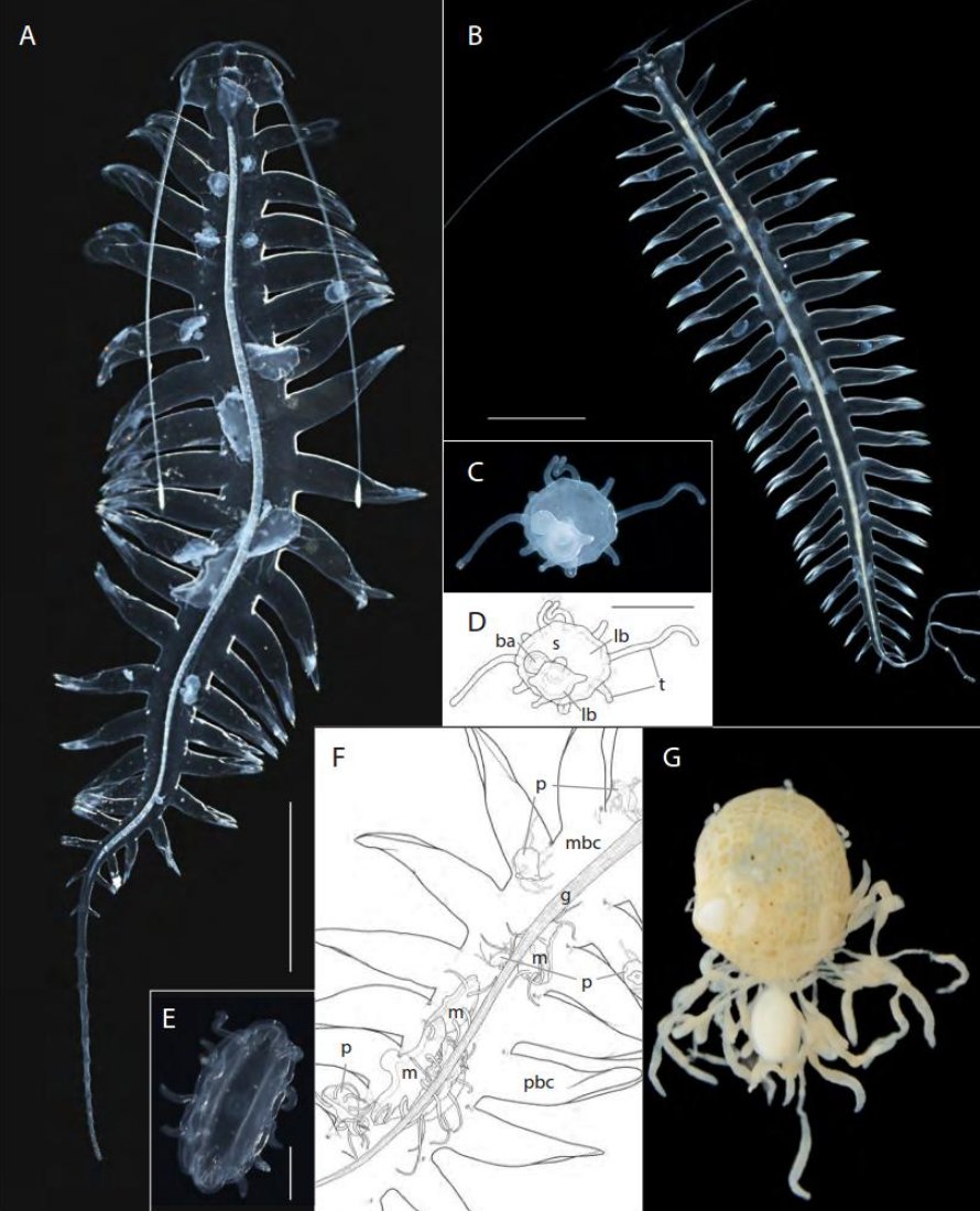 Leann Biancani (@leannmbiancani) on Twitter photo A group of Trachylina jellyfish has evolved a parasitic lifestyle infecting Tomopteris worms! New paper by <a href="/bastodian/">Bastian Bentlage</a> <a href="/OsbornLab/">K. Osborn Lab</a> @collins_noaasi et al. <a href="/InvertebratesDC/">NMNH Invert Zoology</a> …ect-com.proxy-um.researchport.umd.edu/science/articl… A group of Trachylina jellyfish has evolved a parasitic lifestyle infecting Tomopteris worms! New paper by <a href="/bastodian/">Bastian Bentlage</a> <a href="/OsbornLab/">K. Osborn Lab</a> @collins_noaasi et al. <a href="/InvertebratesDC/">NMNH Invert Zoology</a> …ect-com.proxy-um.researchport.umd.edu/science/articl…
