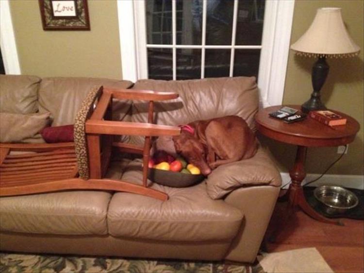 Nothing can stop the dog with the right mental attitude from achieving his goal; not even chairs or fruit bowls.