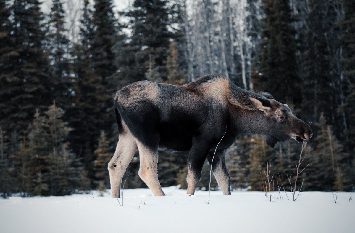 CoffeeHunterr's tweet photo. been in Alaska for 24 hrs and I'm already in love https://t.co/BhFzYP3mTC