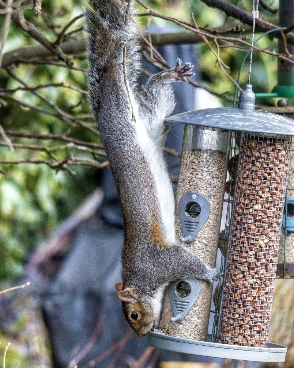 Rspb On Twitter The Manic Frenzy When The Feeder Gets Topped Up