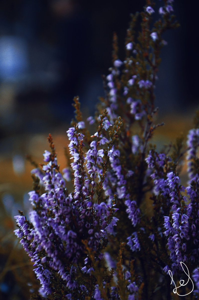 coldteacup's tweet photo. •Soft Flowers• https://t.co/MFCWvsLHQB https://t.co/e4nidIO3m2
