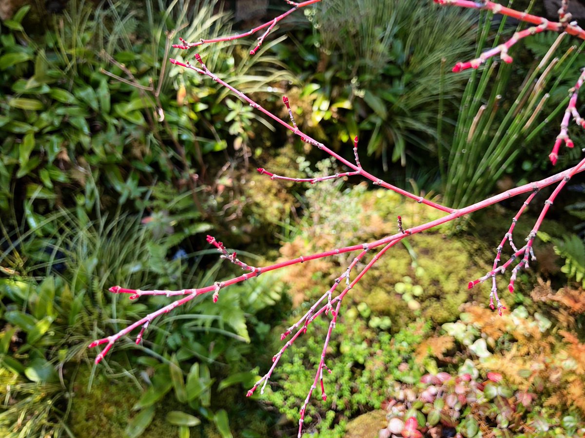 サンゴカクモミジ