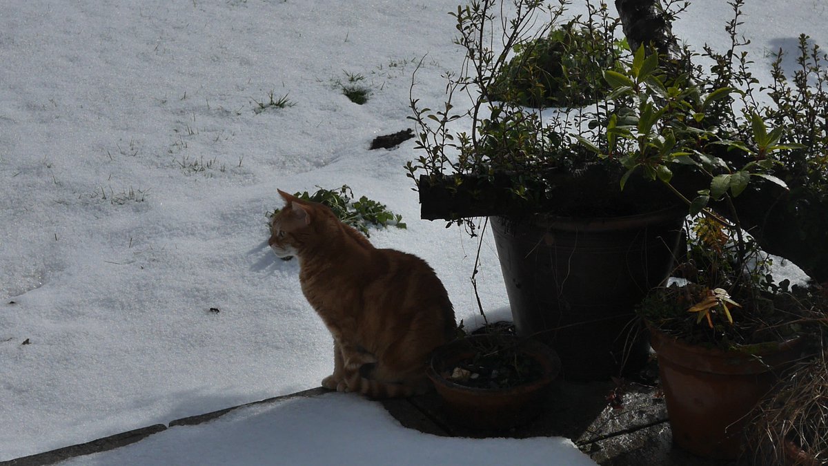 Horatiosfriend's tweet photo. Snowcat. https://t.co/tlEwl5cgze