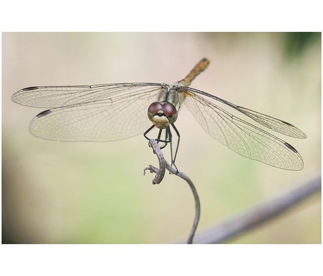 felixfsantistev's tweet photo. RT https://t.co/48u4Vp39VE Pozuję, no lubię... . . . #macromania #entomology #macrophoto #naturephoto #dragonfliesarecool #ilovedragonflies #lovedragonflies #dragonfliesphotography #dragonfl… https://t.co/AgMDKxHCOL