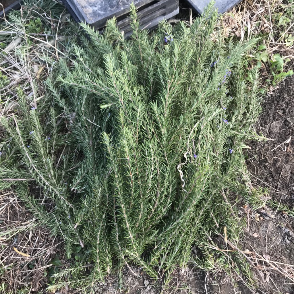 𓇟黒大根くん2 0 ビジネスとプログラミングの勉強 今日の家庭菜園 W ローズマリー の大株を2株剪定しました 大量の枝は水洗いして乾燥させれば長期保存できるようですが 明らかに食べきれない量w 家庭菜園 ガーデニング ハーブ 緑のある
