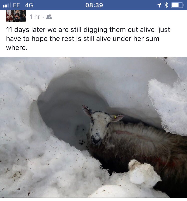 Yet more success stories from neighbours of ewes being found ALIVE 11 DAYS after being stuck in snow drifts! 
INCREDIBLE! #BeastFromTheEast #StormEmma