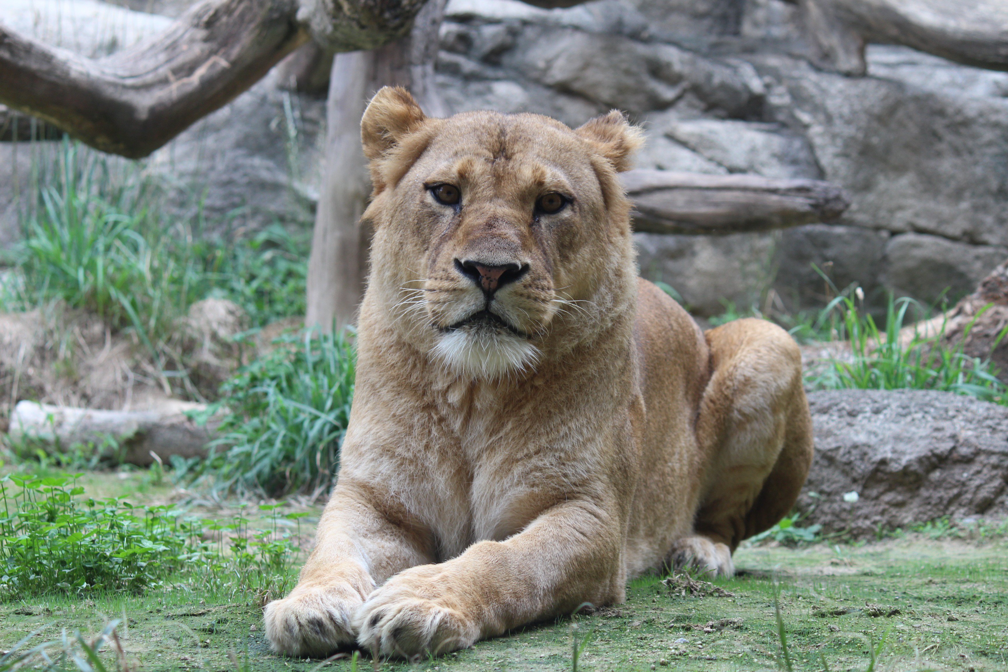 静岡市立日本平動物園 on X: 静岡市立日本平動物園 on X: