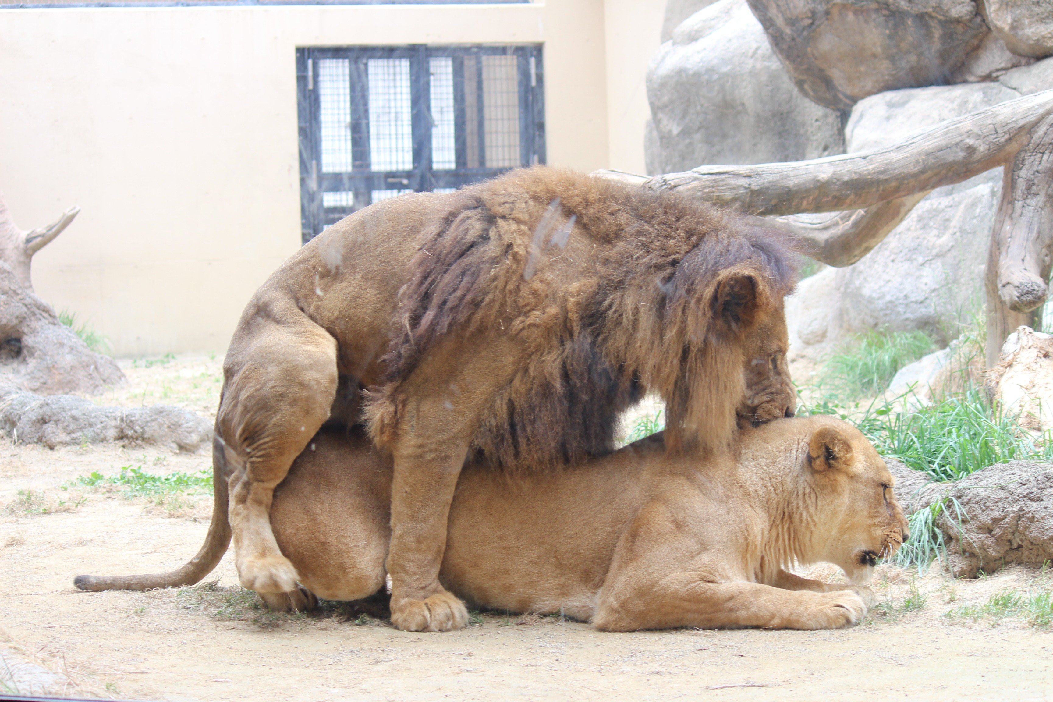 静岡市立日本平動物園 on X: 静岡市立日本平動物園 on X: