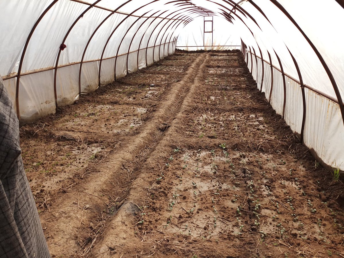 showkat1101's tweet photo. Cucumber, Tomato, chilli, Brinjal, Bottleguards starting to sprout in polyhouse, Village Odina, Bandipora 
(IGSSS Project Intervention Area) https://t.co/PxRthRnOBr