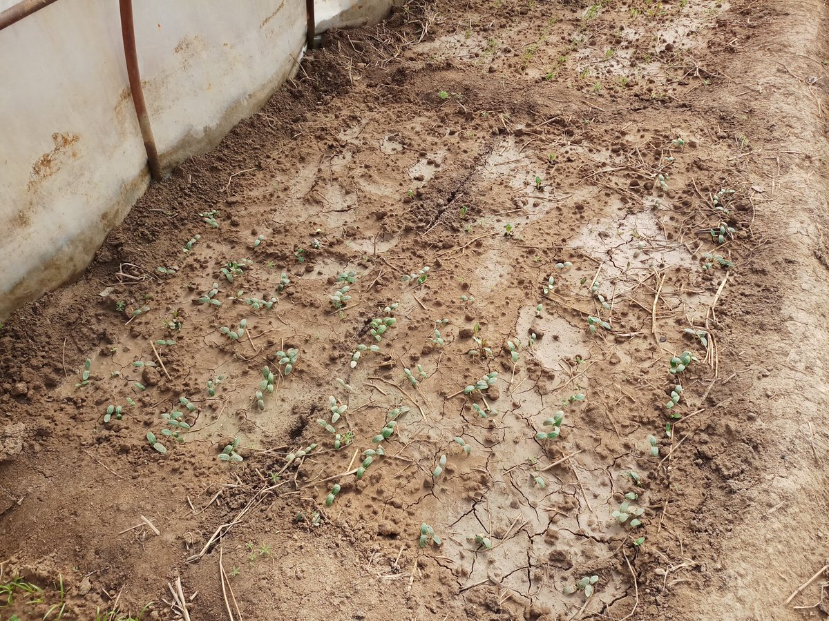 showkat1101's tweet photo. Cucumber, Tomato, chilli, Brinjal, Bottleguards starting to sprout in polyhouse, Village Odina, Bandipora 
(IGSSS Project Intervention Area) https://t.co/PxRthRnOBr