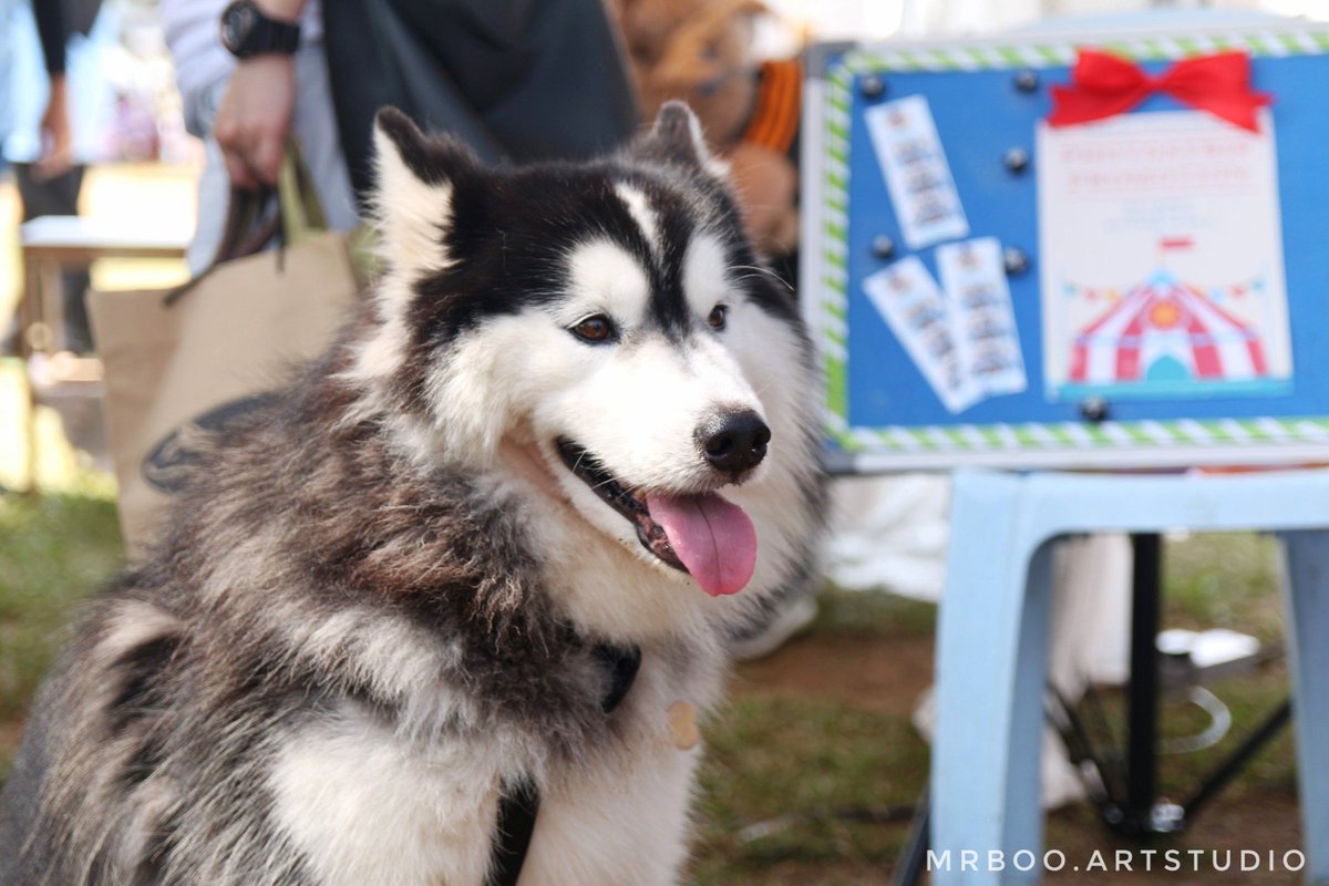 farhanboo916's tweet photo. Some of my shots ambil kat 2018's Dogathon di Bukit Ekspo, UPM Serdang. Banyak oo yang comel comel πβ
#dogathon #dogathon2018 #upm #uniputra #bukitekspo https://t.co/dmiKJzKRyE