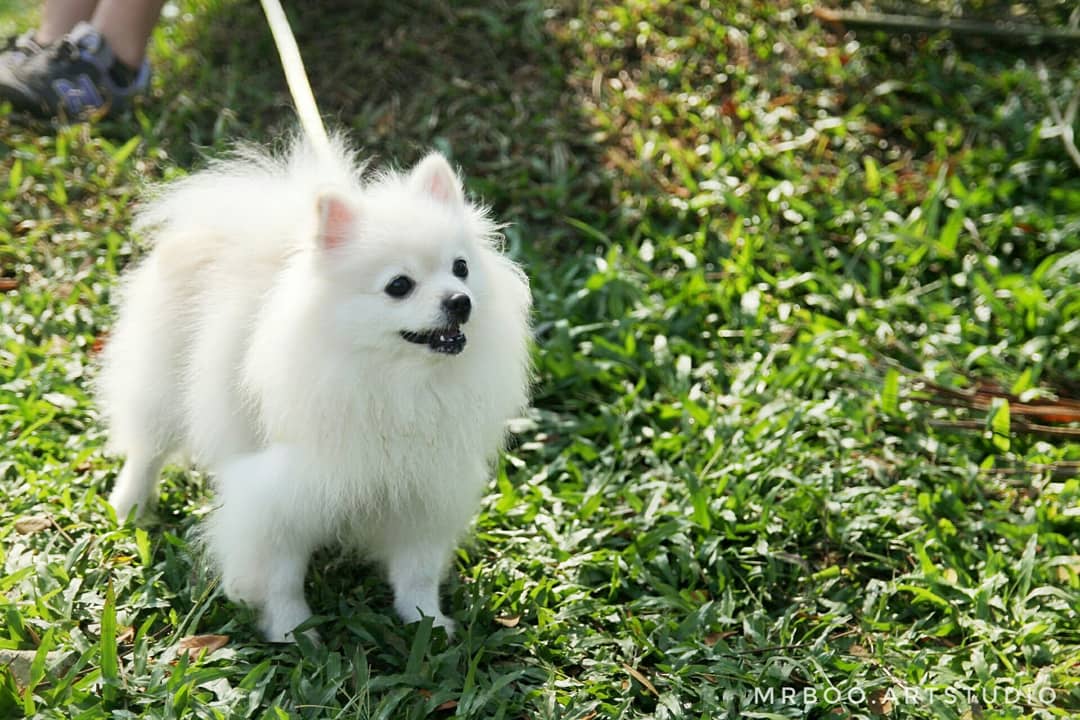 farhanboo916's tweet photo. Some of my shots ambil kat 2018's Dogathon di Bukit Ekspo, UPM Serdang. Banyak oo yang comel comel πβ
#dogathon #dogathon2018 #upm #uniputra #bukitekspo https://t.co/dmiKJzKRyE