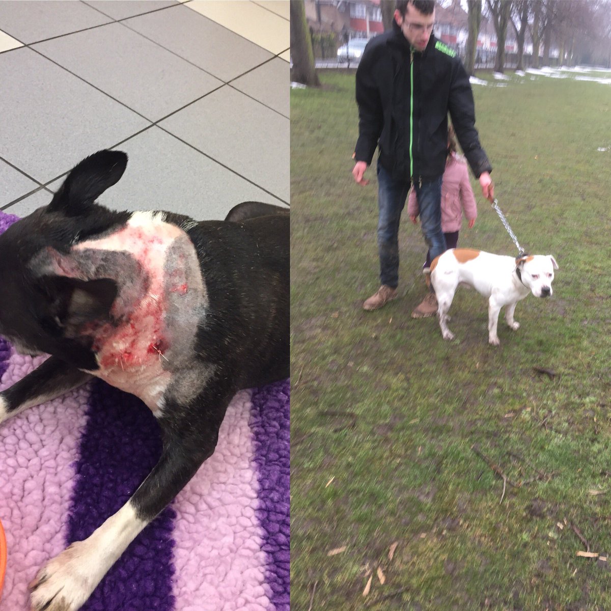 Dog owners walkers #charltonpark #charltonhouse keep a look out for this dog who launched an unprovoked attack and almost killed my dog on sat eve whilst the owner stood and watched my partner trying to save him @CharltonBuzz @MPSGreenwich dog on dog attack so no crime committed