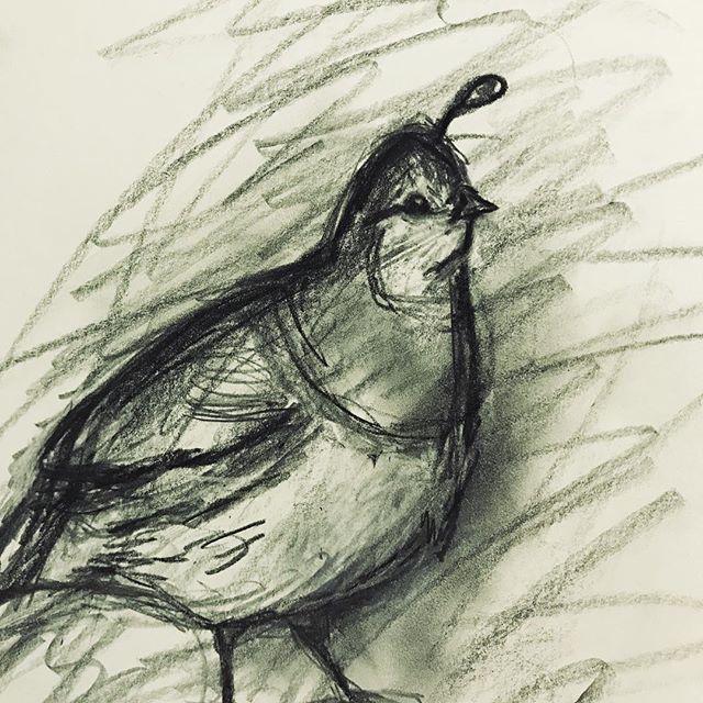 Quick quail sketch for day 62 of #365daysofdrawing... #drawing #drawingoftheday #quail #bird #birdartist #oilpencil #blackandwhite #sketch #gesturedrawing #birding #sketchbook #art #arte #artwork #drawsomething #sketching #contemporarydrawing #expressivedrawing