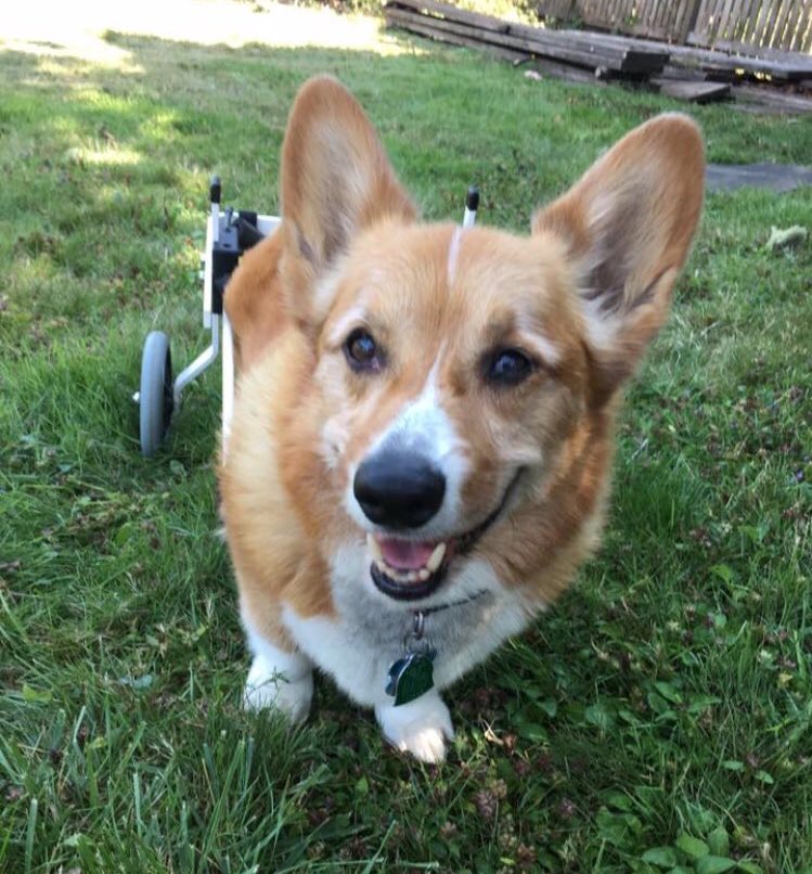dog_rates tweet picture