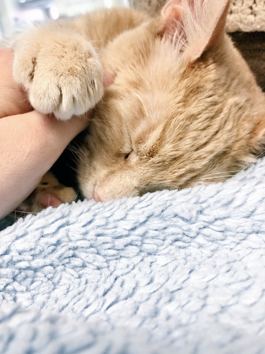 borders_molly's tweet photo. welcome to the fam handsome https://t.co/9pIC15ABXR