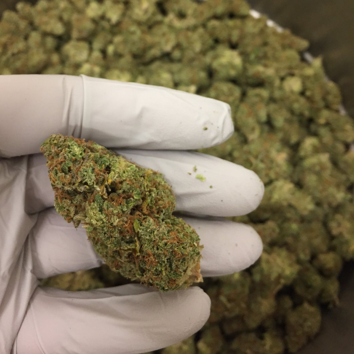 DynamicHarvest's tweet image. #Thai
@dynamic_harvest 
#Kirkland, #Washington
Est. 2015

#sendit #dynamicharvest #marijuana #cannabis #legalweed #I502 #seattle #seattlestoners #pnw #washington #wfayo #trees #high #hightimes #highsociety #highlife #mota #weedstight #indica #sativa #420 #420society