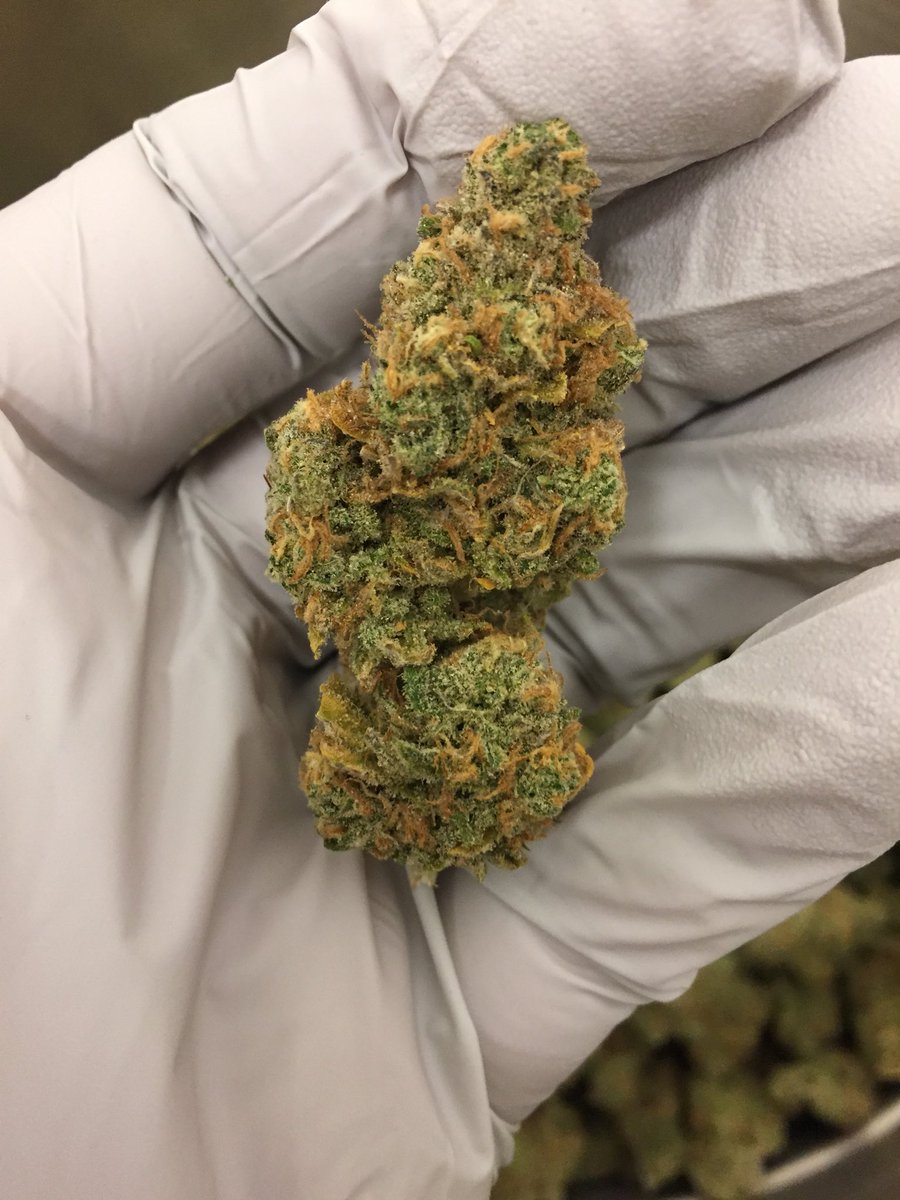 DynamicHarvest's tweet image. #ak47
@dynamic_harvest 
#Kirkland, #Washington
Est. 2015

#sendit #dynamicharvest #marijuana #cannabis #legalweed #I502 #seattle #seattlestoners #pnw #washington #wfayo #trees #high #hightimes #highsociety #highlife #mota #weedstight #indica #sativa #420 #420society