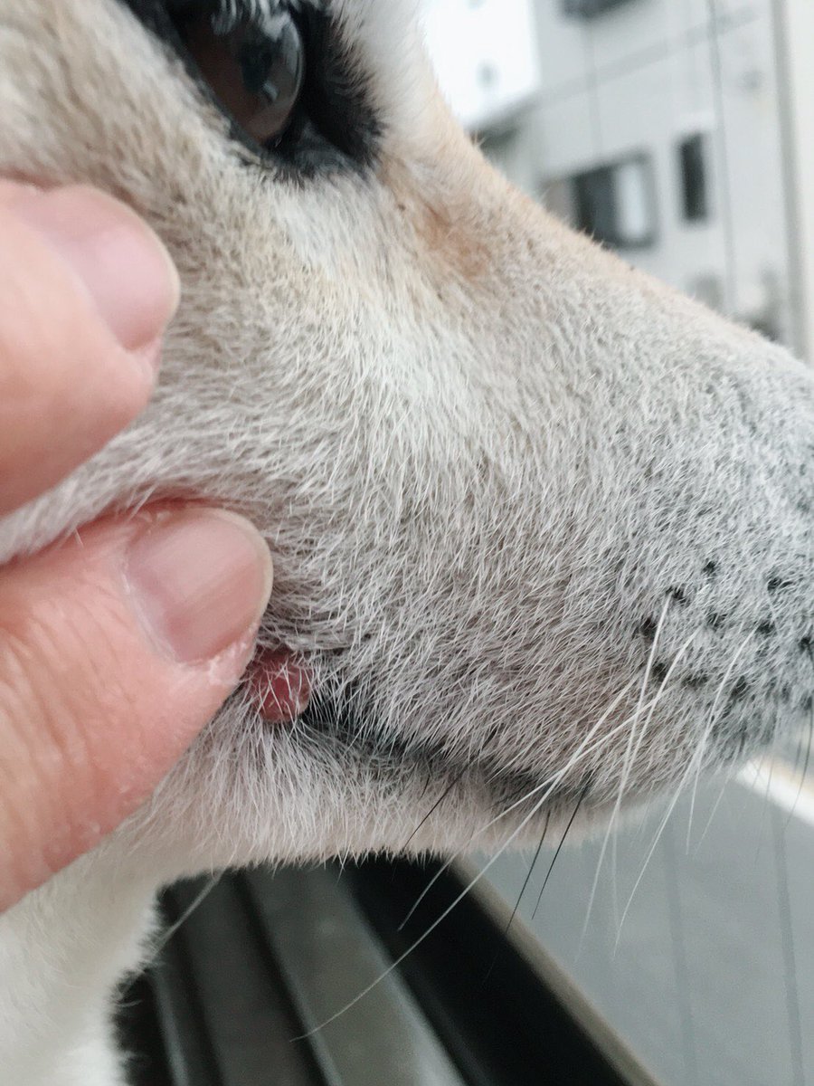 そばつゆ 犬を飼っていらっしゃる皆様 我が家のこたろう 6歳の口 にイボ用のものが出来ました 今週 検査するそうですが 良性か悪性か非常に心配しております 経験者の方の意見をお聞かせください そばつゆ 犬を飼っていらっしゃる皆様 我が家のこたろう 6歳の口 にイボ用のものが出来ました 今週 検査するそうですが 良性か悪性か非常に心配しております 経験者の方の意見をお聞かせください