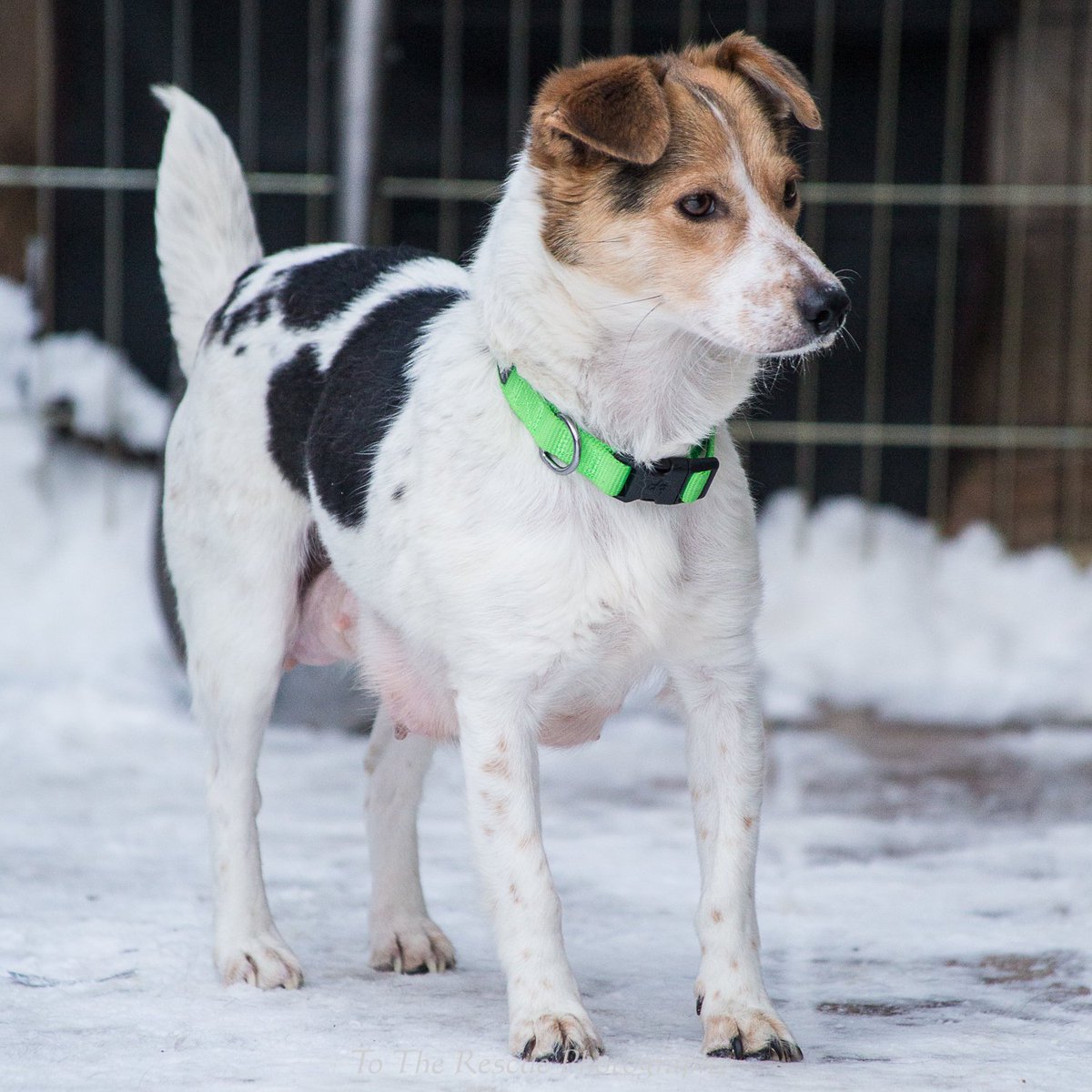 Aarf Dogs Aarfdogs Twitter
