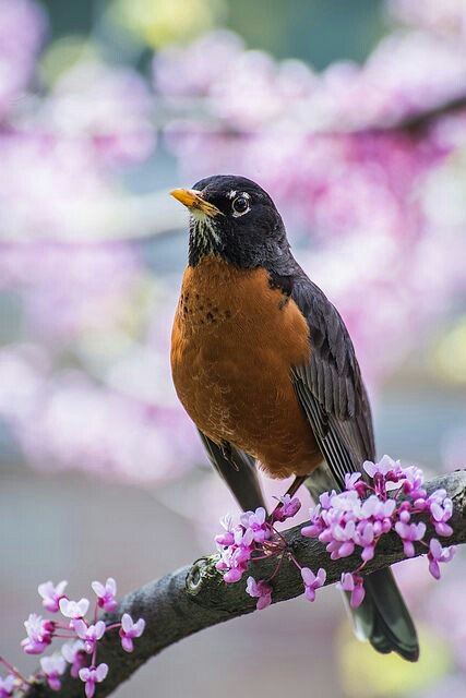 borntwice522's tweet photo. Robins are the first sign of Spring, and I've been seeing several in my Buckeye state! I am so ready, and it's right around the corner! #OneBeautifulThing A day on Twitter https://t.co/cgDY6oz9LE